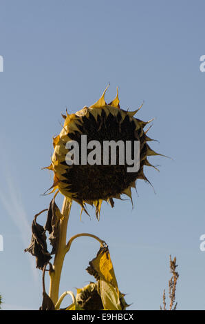 Eine einzelne Sonnenblume trocknet in der Sonne aus, bis die Samen schwarz werden und das Feld geerntet wird. Stockfoto