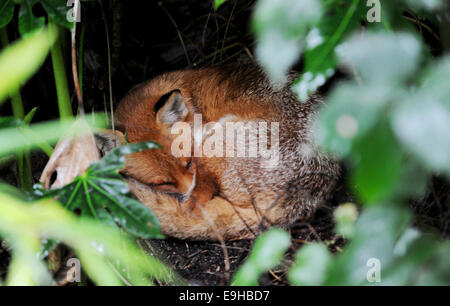 Brighton, Sussex UK - Fox schlief wohnen im Garten hinter dem Bonsai Shop in Brighton Stockfoto