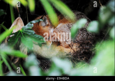 Brighton, Sussex UK - Fox schlief wohnen im Garten hinter dem Bonsai Shop in Brighton Stockfoto