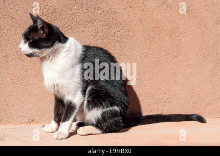 Marokkanische halb wilde Katze in der Sonne sitzen Stockfoto