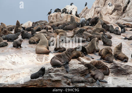 Südafrika (Kap) Pelzrobben, Arctocephalus percivali percivali, Seal Island, False Bay, Western Cape, Südafrika Stockfoto