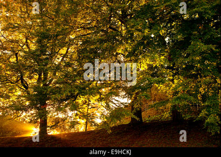 Herbstliche Farbtöne in Clitheroe Schlosspark, Lancashire, UK. Stockfoto
