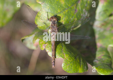 Vagrant Darter (Sympetrum Vulgatum), Weiblich Stockfoto