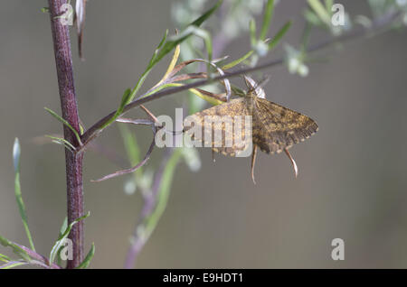 Gemeinsamen Heath (Ematurga Atomaria), Männlich Stockfoto