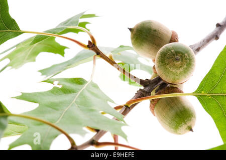 Eichel Früchte mit verlässt isolierten auf weißen Hintergrund Stockfoto