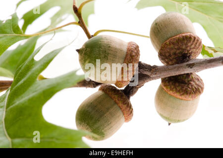 Eichel Früchte mit verlässt isolierten auf weißen Hintergrund Stockfoto