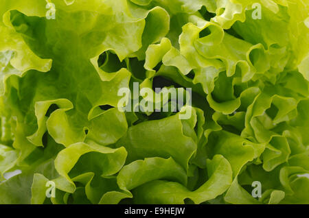 Salat Stockfoto