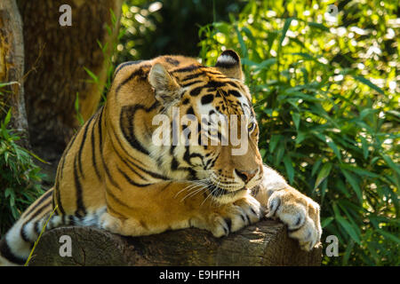 Sibirischer Tiger (Panthera Tigris Altaica) Stockfoto