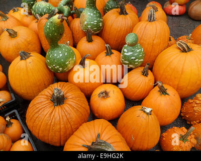 Kürbisse und Kalebassen in der Union Square Greenmarket am Mittwoch, 22. Oktober 2014 in New York.  (© Richard B. Levine) Stockfoto