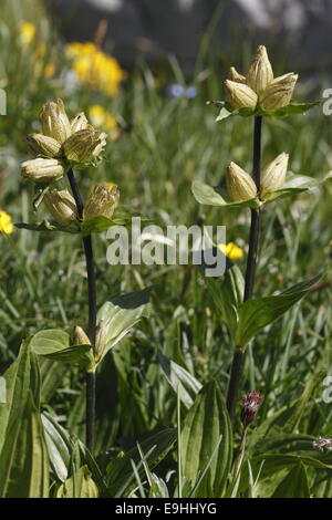 Gefleckter Enzian Stockfoto