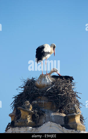 Weißstörche, thront auf einem Nest ein paar auf eine Kirche in Faro, Algarve, Portugal. Stockfoto