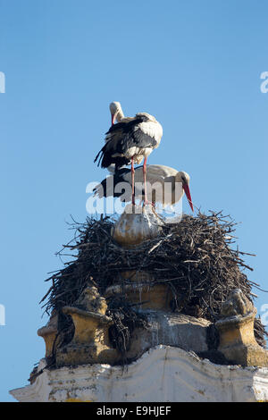 Weißstörche, thront auf einem Nest ein paar auf eine Kirche in Faro, Algarve, Portugal. Stockfoto