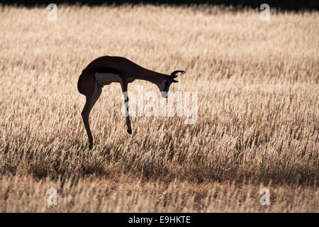 Springbock, Antidorcas Marsupialis, Streifengnus, Kgalagadi Transfrontier Park, Northern Cape, Südafrika Stockfoto