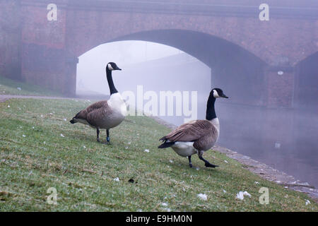 Kanadiengänse gehen entlang eines nebeligen Kanals in Nottingham, mit einer Ziegelbrücke, die durch den frühen Morgennebel ragt. Stockfoto