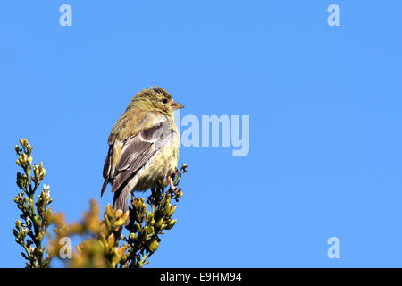 Amerikanische Stieglitz, Zuchtjahr Tristis im Winterkleid über Brigh blauen Himmel. Stockfoto