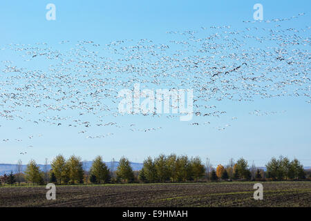 Herde von Migration Schneegänse, Chen Caerulescens, fliegt über Feld im Herbst. Stockfoto