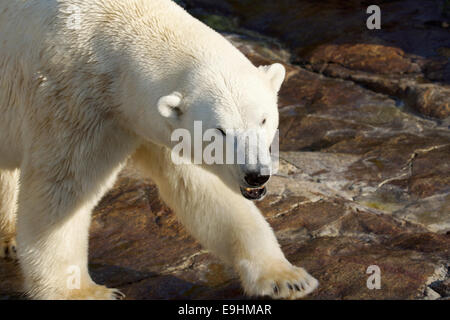 Gefährliche Eisbär, zeigt Zähne, zu Fuß Stockfoto