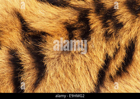 Sibirischer oder Amur-Tiger Fell-Hintergrund Stockfoto