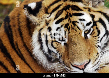 Closeup Portrait von einem sibirischen oder Amur-Tiger, Panthera Tigris altaica Stockfoto