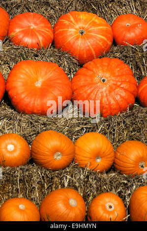 orangerote Kürbisse Stockfoto