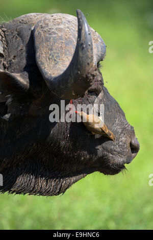 Kaffernbüffel Syncerus Caffer, mit Redbilled Oxpecker Buphagus Erythrorhynchus, picken an Wunde, Krüger-Nationalpark, Südafrika Stockfoto