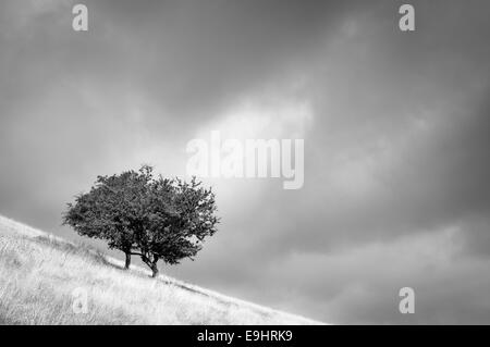 Cracken Sie Rand Steinbrüche in der Nähe von Chinley in Derbyshire. Weißdorn-Bäume auf grasbewachsenen Hang. In schwarz / weiß konvertiert. Stockfoto