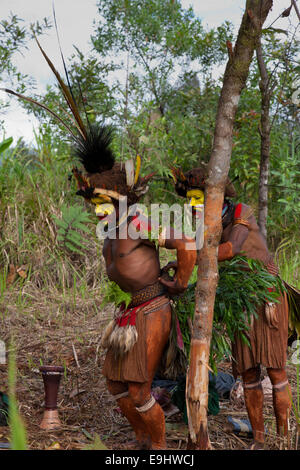 Huli Wigmen bereiten für ein Sing-Sing, Ambula, Papua New Guinea Stockfoto
