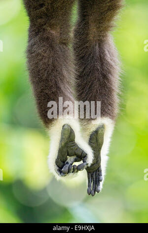 Captive White-handed Gibbon (Hylobates Lar) im Zoo von Singapur Stockfoto