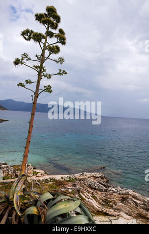 Agave Jahrhundertpflanze auf Küste von Ag.Efima, Kefalonia Griechenland. Stockfoto