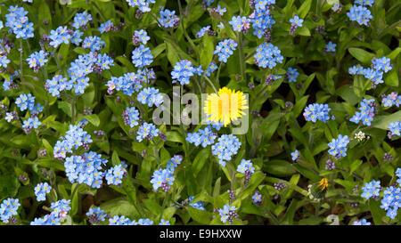 Einkopf Löwenzahn Blume und Pflanze unter Vergissmeinnicht-Blüten. Stockfoto