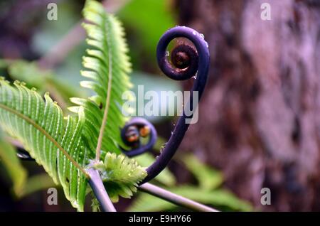 Hawaiʻi-Volcanoes-Nationalpark Stockfoto