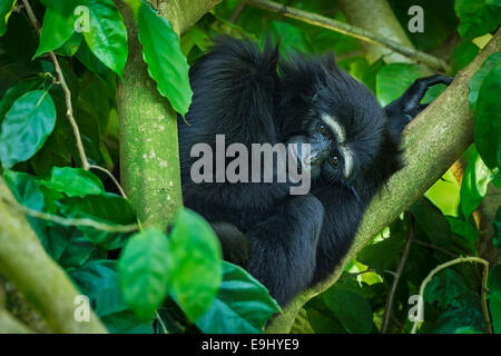 Captive Agile Gibbon (Hylobates Agilis) im Zoo von Singapur Stockfoto