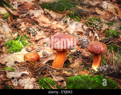 Drei herbstliche Pilze im Wald. Stockfoto