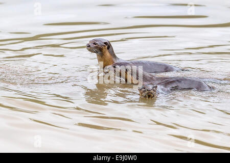 Glatt beschichtet Fischotter (Lutrogale Perspicillata) in Mangroven Lebensraum, Singapur Stockfoto