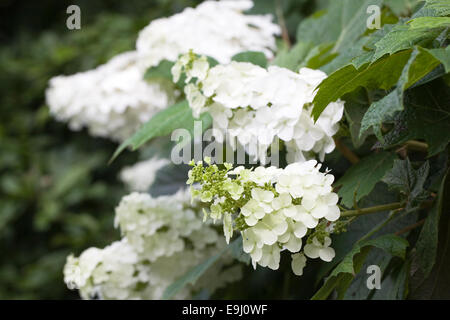 Hydrangea Quercifolia ' Snow Queen' blüht. Stockfoto