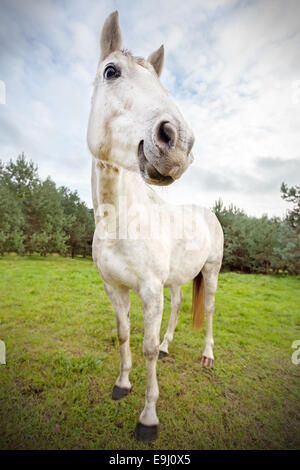 Bild von lustigen Pferd, geringe Schärfentiefe. Stockfoto