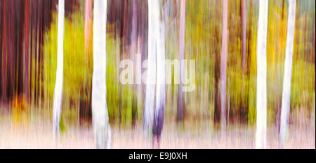 Abstrakte Bewegung verwischt Bäume in einem Wald. Stockfoto
