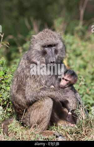 Olive Pavian, Papio Anubis mit Baby, Lake Nakuru National Park, Kenia, Stockfoto