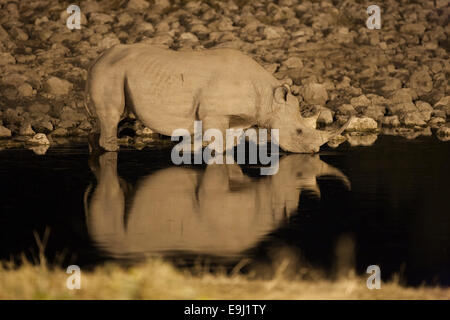 Spitzmaul-Nashorn, Diceros Bicornis, Bull, trinken in der Nacht, Wasserloch von Okaukuejo, Etosha Nationalpark, Namibia Stockfoto