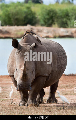 Breitmaulnashorn, Ceratotherium Simum, Royal Hlane Nationalpark, Swasiland, Afrika Stockfoto