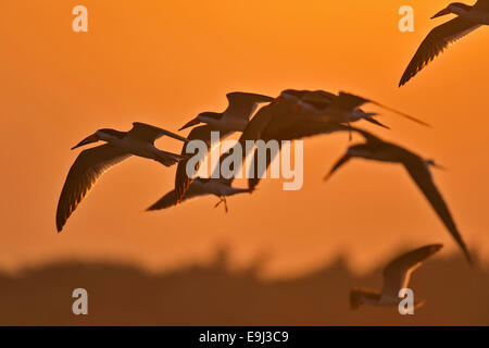 Schwarz-Skimmer (Rynchops Niger), eine Seeschwalbe wie Vogel, fliegen über einen Fluss im Pantanal bei Sonnenuntergang Stockfoto