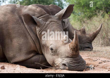 Breitmaulnashorn, Ceratotherium Simum, Royal Hlane Nationalpark, Swasiland, Afrika Stockfoto