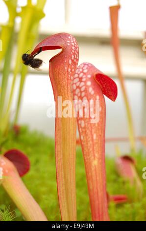 Fleischfressende Pflanzen Sarracenia in den botanischen Gärten in Glasgow, Schottland Stockfoto