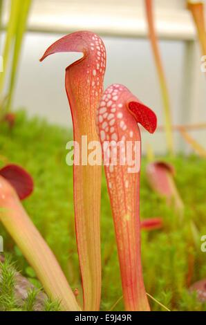 Fleischfressende Pflanzen Sarracenia in den botanischen Gärten in Glasgow, Schottland Stockfoto