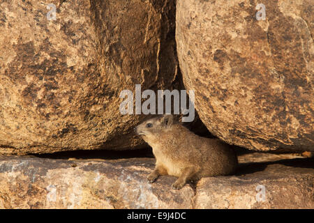 Rock Hyrax, Procavia Johnstonia, Klippschliefer, Augrabies Falls Nationalpark, Northern Cape, Südafrika Stockfoto