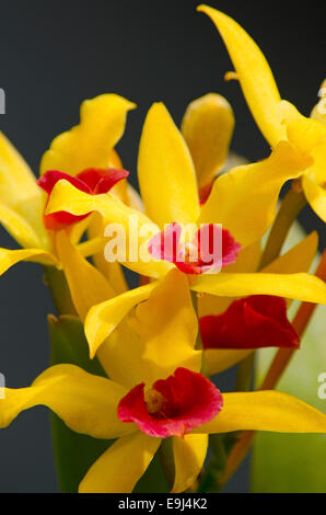 Spektakuläre gelb und rot in voller Blüte in einem Wintergarten/Gewächshaus Orchidee. Schuss mit einem Teleobjektiv Tiefenschärfe zu erstellen. Stockfoto