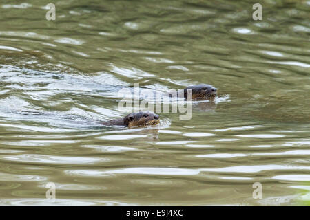 Glatt beschichtet Fischotter (Lutrogale Perspicillata) schwimmen in Mangroven Lebensraum, Singapur Stockfoto