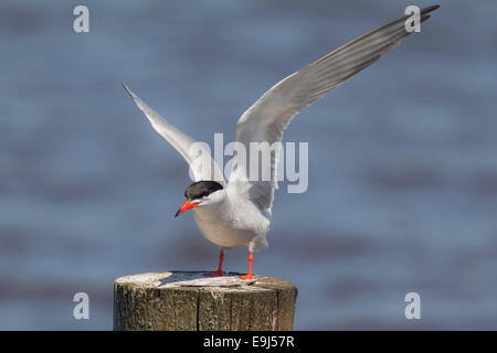 Seeschwalbe Spreads Flügel sitzend auf einem Mast. Stockfoto