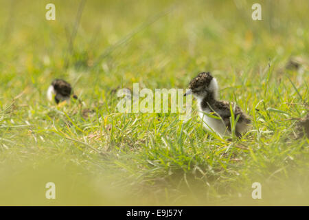 Nördlichen Kiebitz Küken Neugeborenen im April rund um Ostern Spaziergänge auf einem Feld. Stockfoto