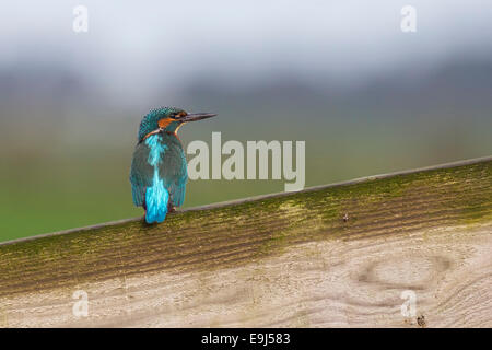 Eisvogel thront auf einem Holzzaun Stockfoto